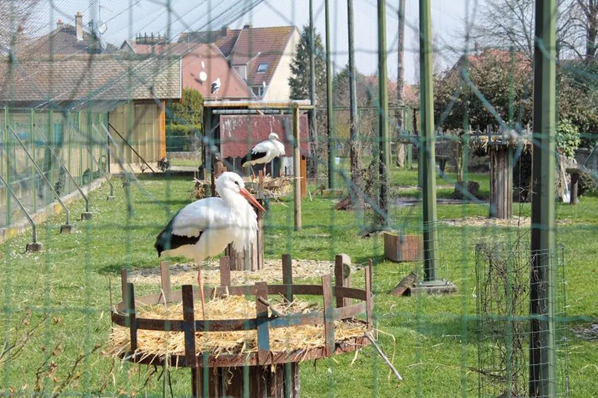 Les cigognes sont de retour