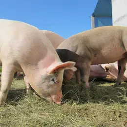 Les Cochonnailles