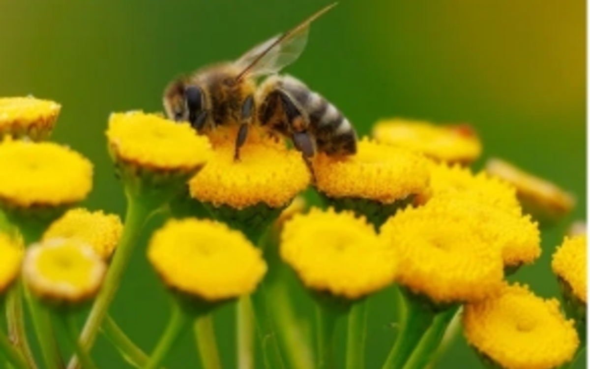 Les contes du vivant