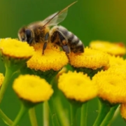 Les contes du vivant