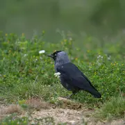 Les corvidés : une famille d'oiseaux ordinaires mais tellement extraordinaire