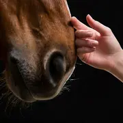 Les Crinières d'Or - Cheval Passion