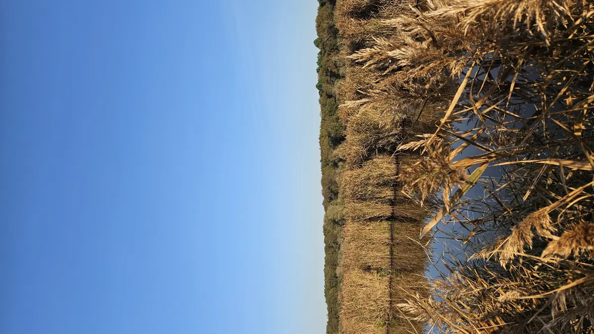 Les découvertes de Monta : Découverte du marais au crépuscule