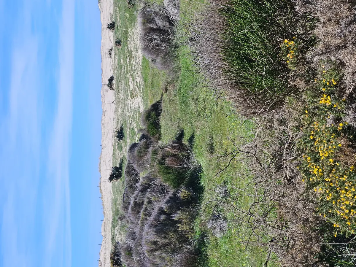 Les découvertes de Monta : découverte du milieu dunaire