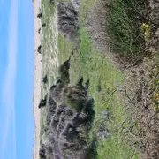 Les découvertes de Monta : découverte du milieu dunaire