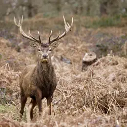 Les découvertes de Monta : Veillée sonore brame du cerf