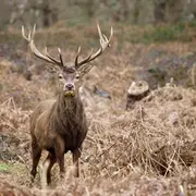 Les découvertes de Monta : Veillée sonore brame du cerf