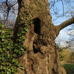 Les dendromicrohabitats