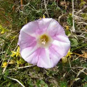 Les dunes et leurs richesses