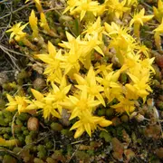 Les dunes et leurs richesses