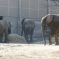 Les éléphants du zoo de Bâle DR