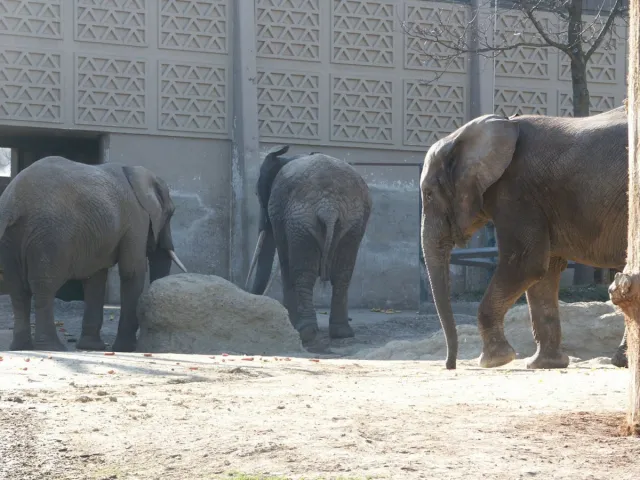 Les éléphants du zoo de Bâle