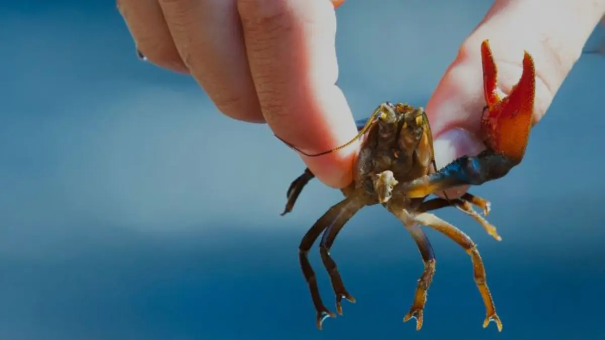 Les Espèces Exotiques Envahissantes et leurs impacts