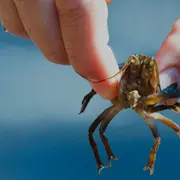 Les Espèces Exotiques Envahissantes et leurs impacts