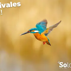 Les Estivales de l'Eau - Projection Le Roi Pêcheur à Viglain