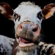 Les Étonnants Patrimoines : Petit troupeau pour les petits