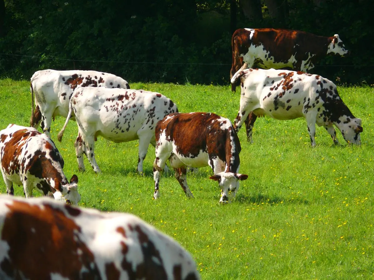 Les Étonnants Patrimoines : Vachement tachetées ! pour les tout-petits