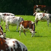 Les Étonnants Patrimoines : Vachement tachetées ! pour les tout-petits