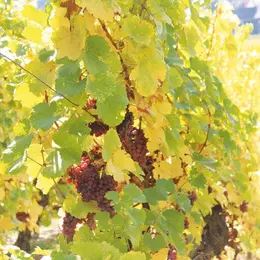 Le vignoble haut-rhinois en automne