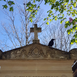 Les familles botaniques au Père-Lachaise
