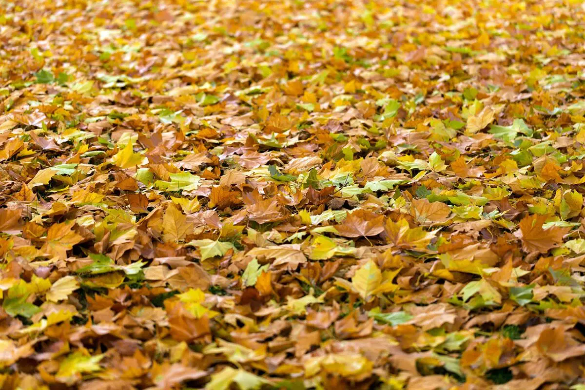 Les feuilles mortes, les arbres et leurs alliés