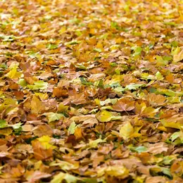 Les feuilles mortes, les arbres et leurs alliés