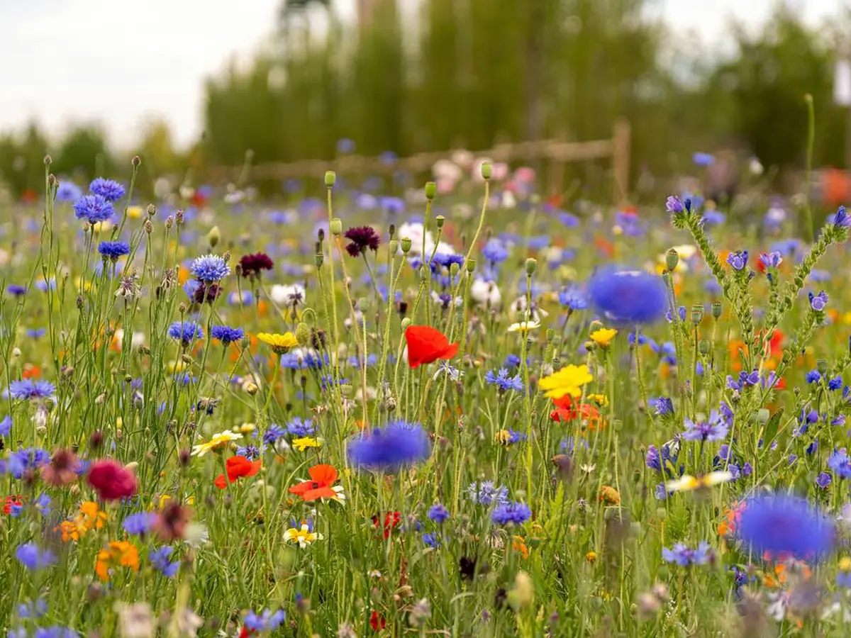 Les fleurs des chemins : Petits trésors au bord des sentiers