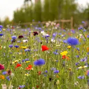 Les fleurs des chemins : Petits trésors au bord des sentiers
