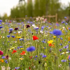 Les fleurs des chemins : Petits trésors au bord des sentiers