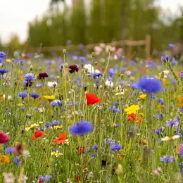 Les fleurs des chemins : Petits trésors au bord des sentiers