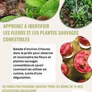 Les fleurs et les plantes sauvages comestibles