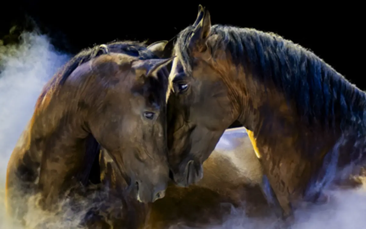 Chevaux Les Folies Gruss