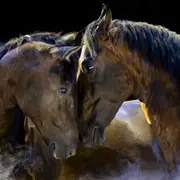 Les Folies Gruss - 52ème création