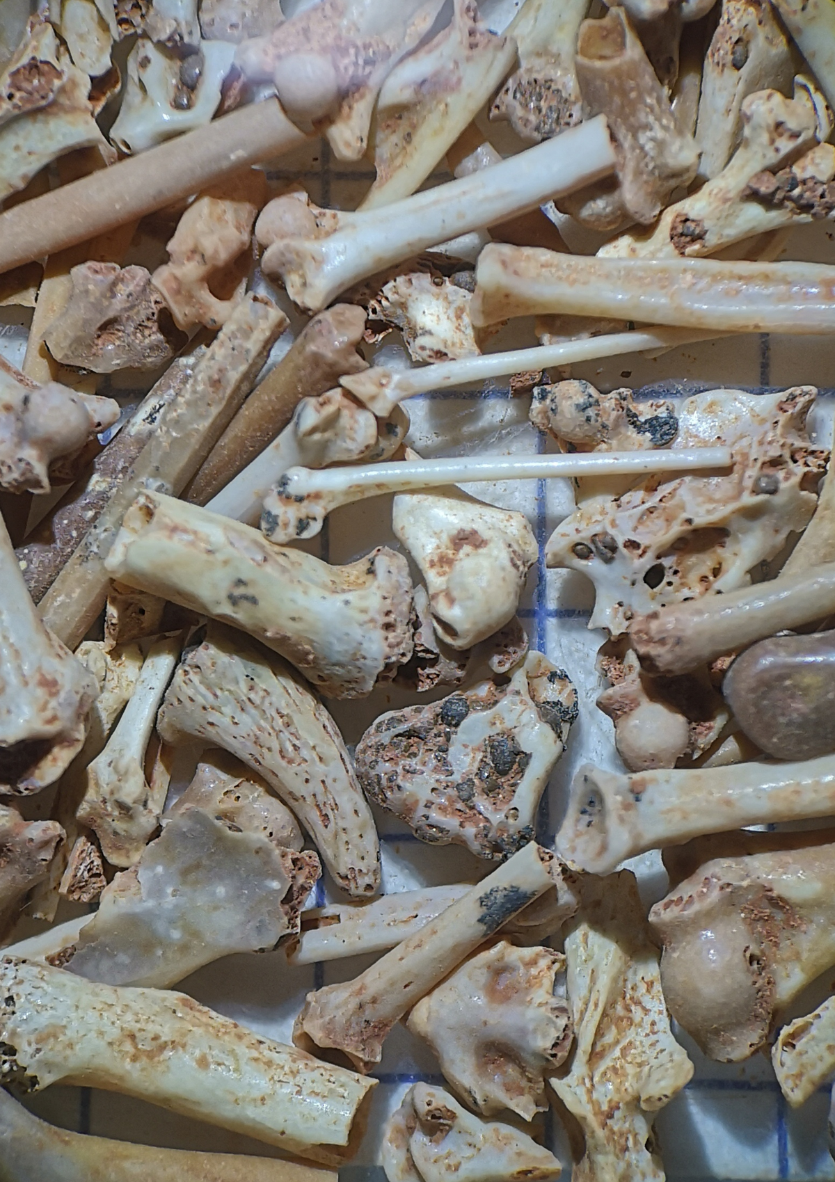 Les fossiles des phosphatières à la loupe 
Atelier de tri des fossiles