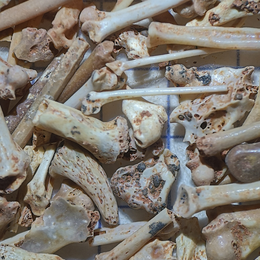 Les fossiles des phosphatières à la loupe 
Atelier de tri des fossiles