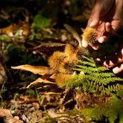 Les fruits et champignons de l'automne