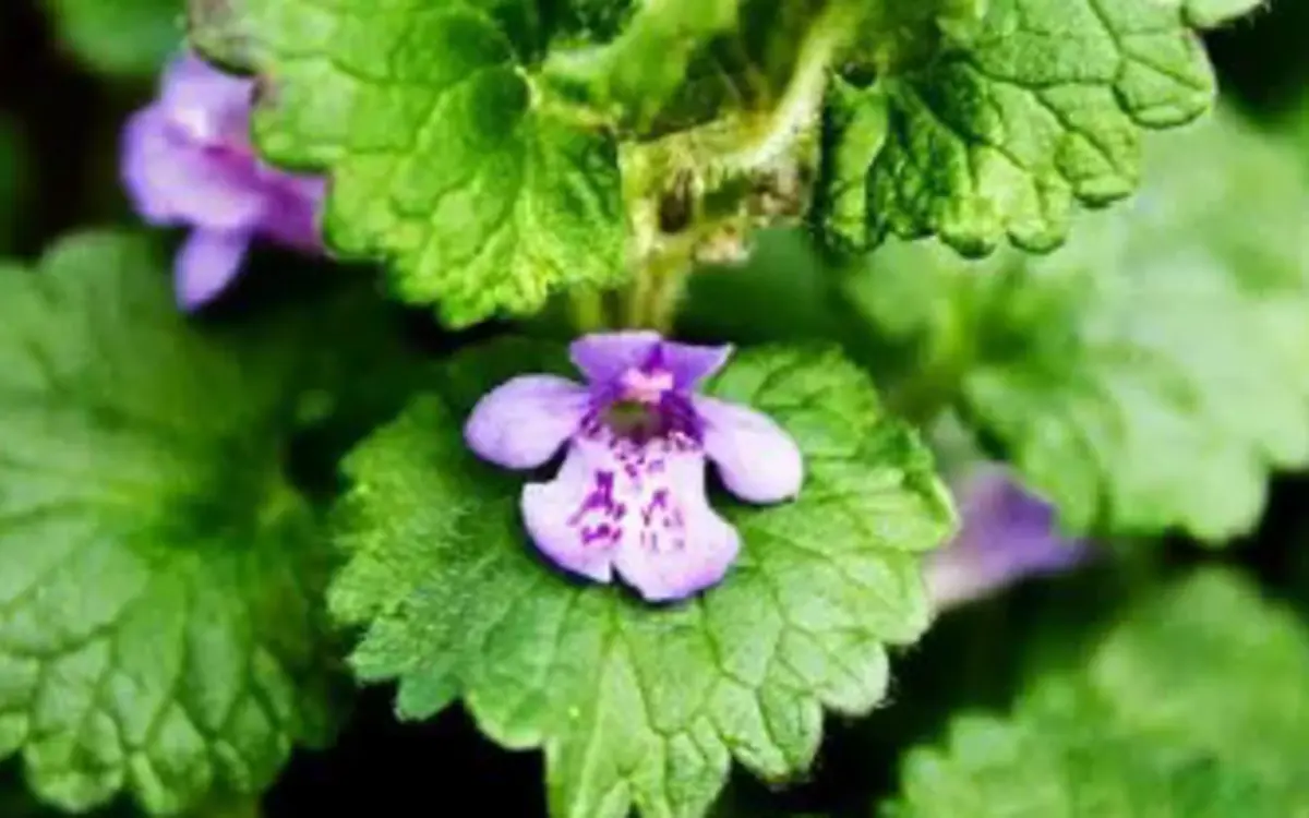 Les fruits et légumes de saison