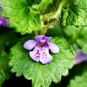 Les fruits et légumes de saison