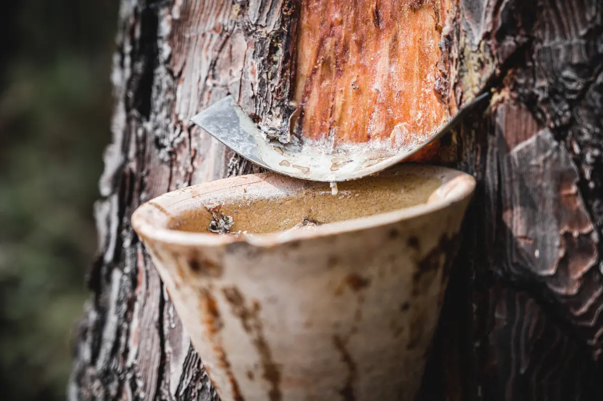 Les gemmeurs à l'honneur à Marquèze