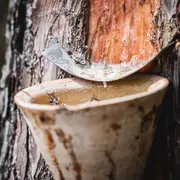 Les gemmeurs à l'honneur à Marquèze