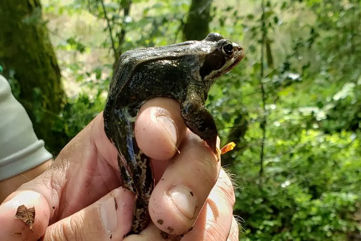 Les glutineux à la tourbière des Dauges