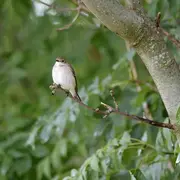 Les gobemouches sont de passage