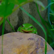 Les grenouilles et la mare, à la Cueillette de l'Aragnon