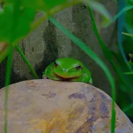 Les grenouilles et la mare, à la Cueillette de l'Aragnon