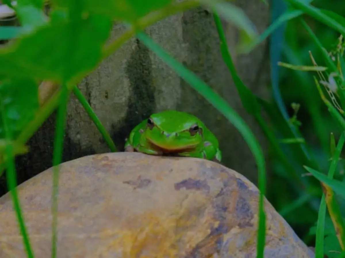 Les grenouilles et la mare à Montardon (64)