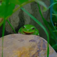 Les grenouilles et la mare à Montardon (64)