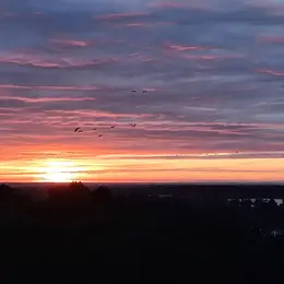 Les grues gourmandes en Pays Morcenais - Le coucher