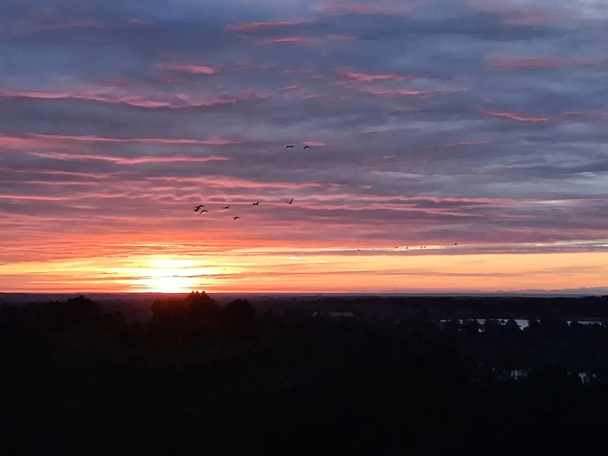 Les grues gourmandes en Pays Morcenais - Le coucher