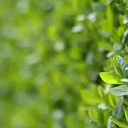 Les haies dans le paysage d'Exoudun