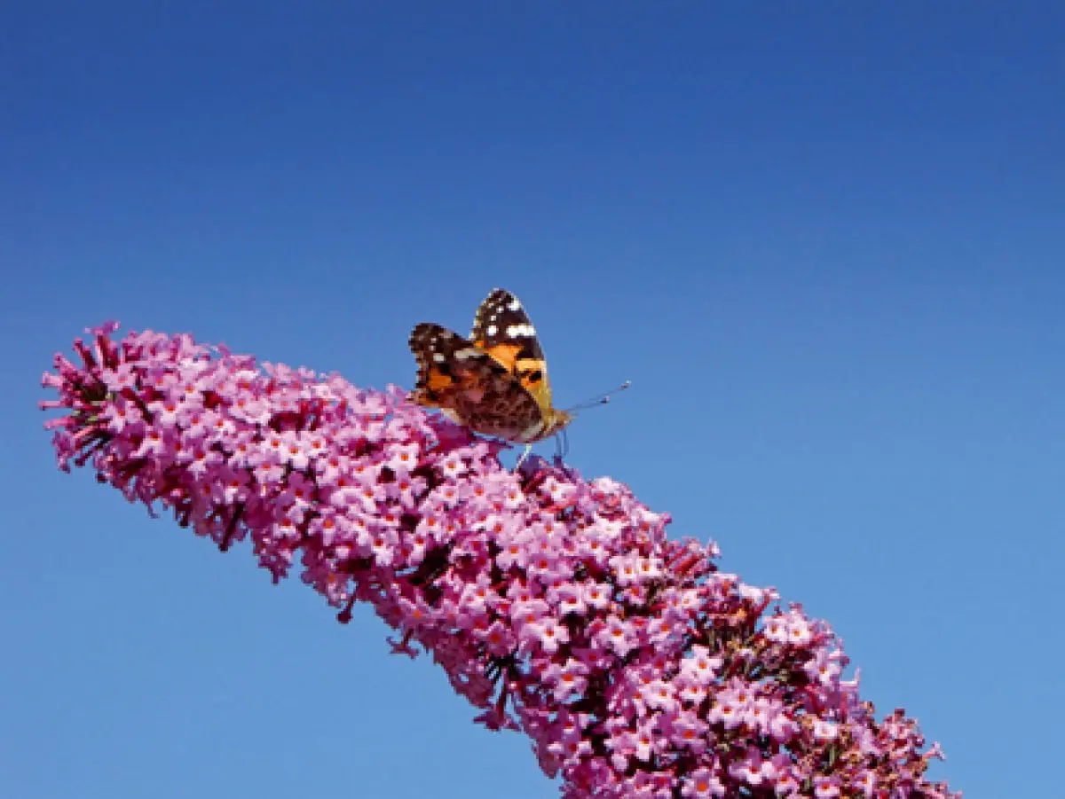 Les haies fleuries : délimiter une propriété avec naturel